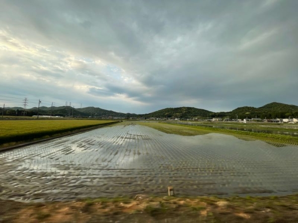 田植え