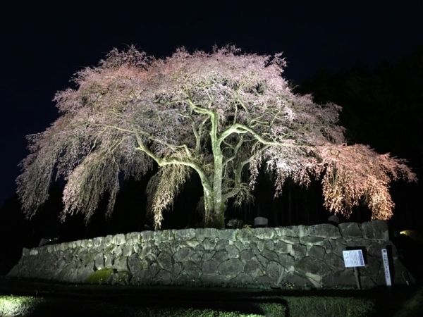 夜SAKURA